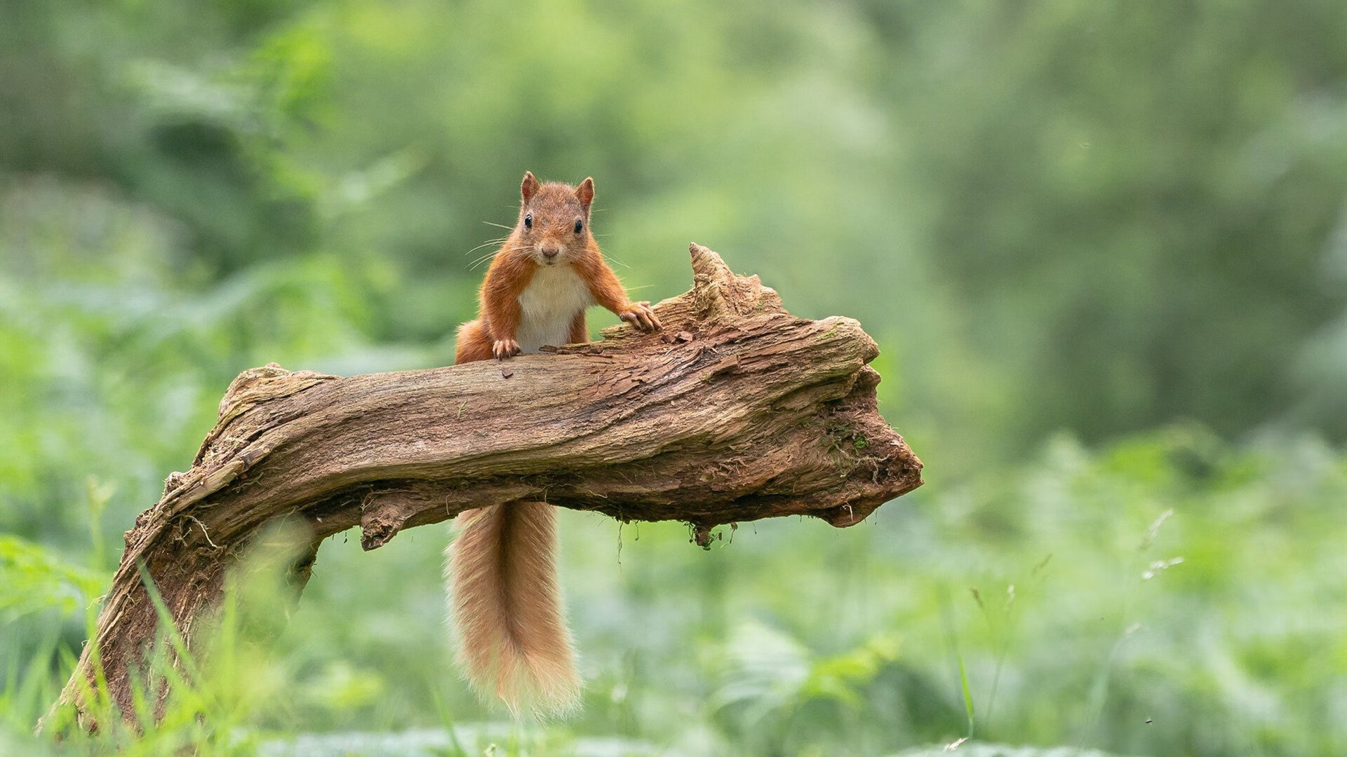 战术大师的完胜，凯恩一手导演比赛走势，尼日利亚力克比利时背后的战略博弈